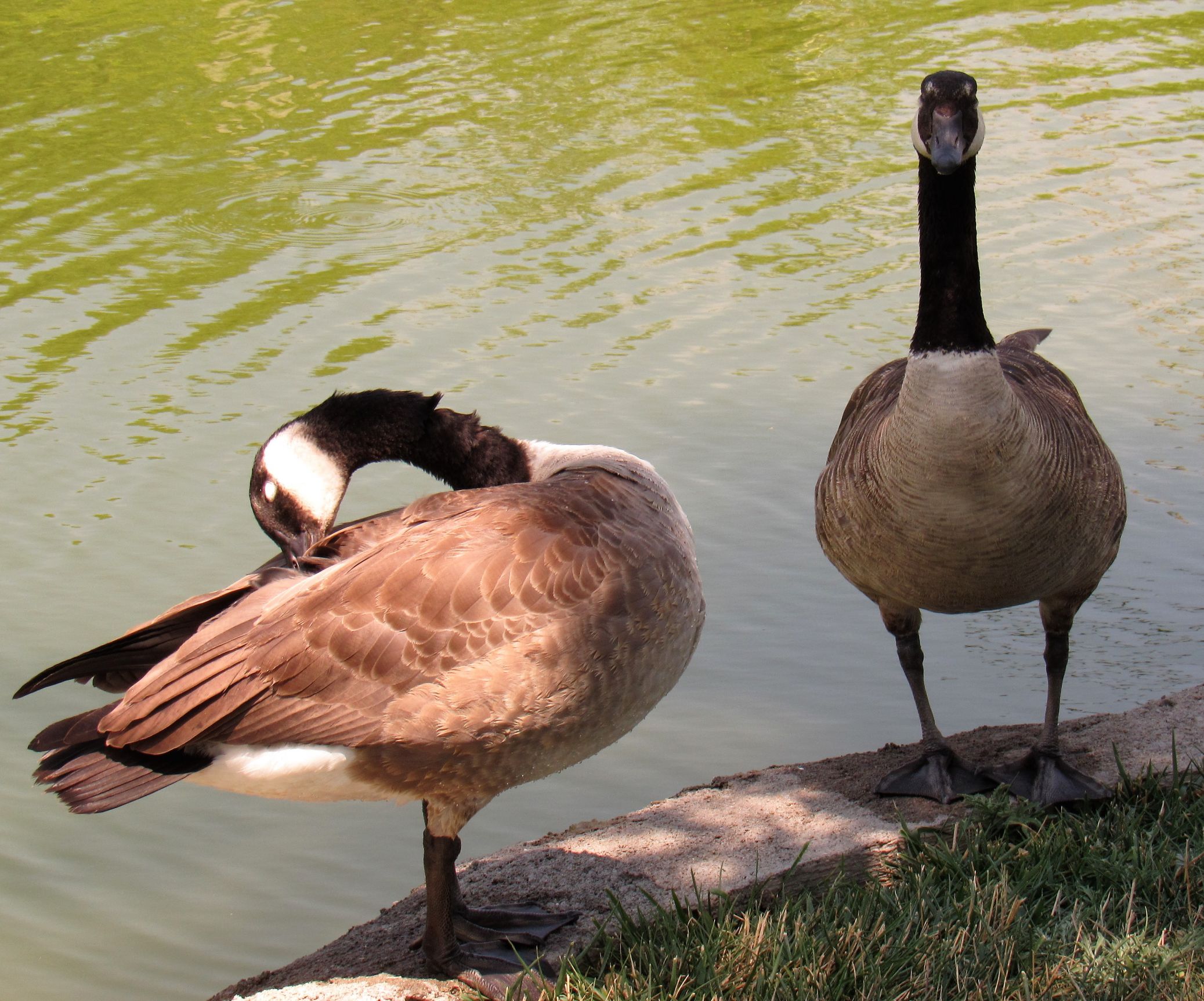 High Quality two geese Blank Meme Template