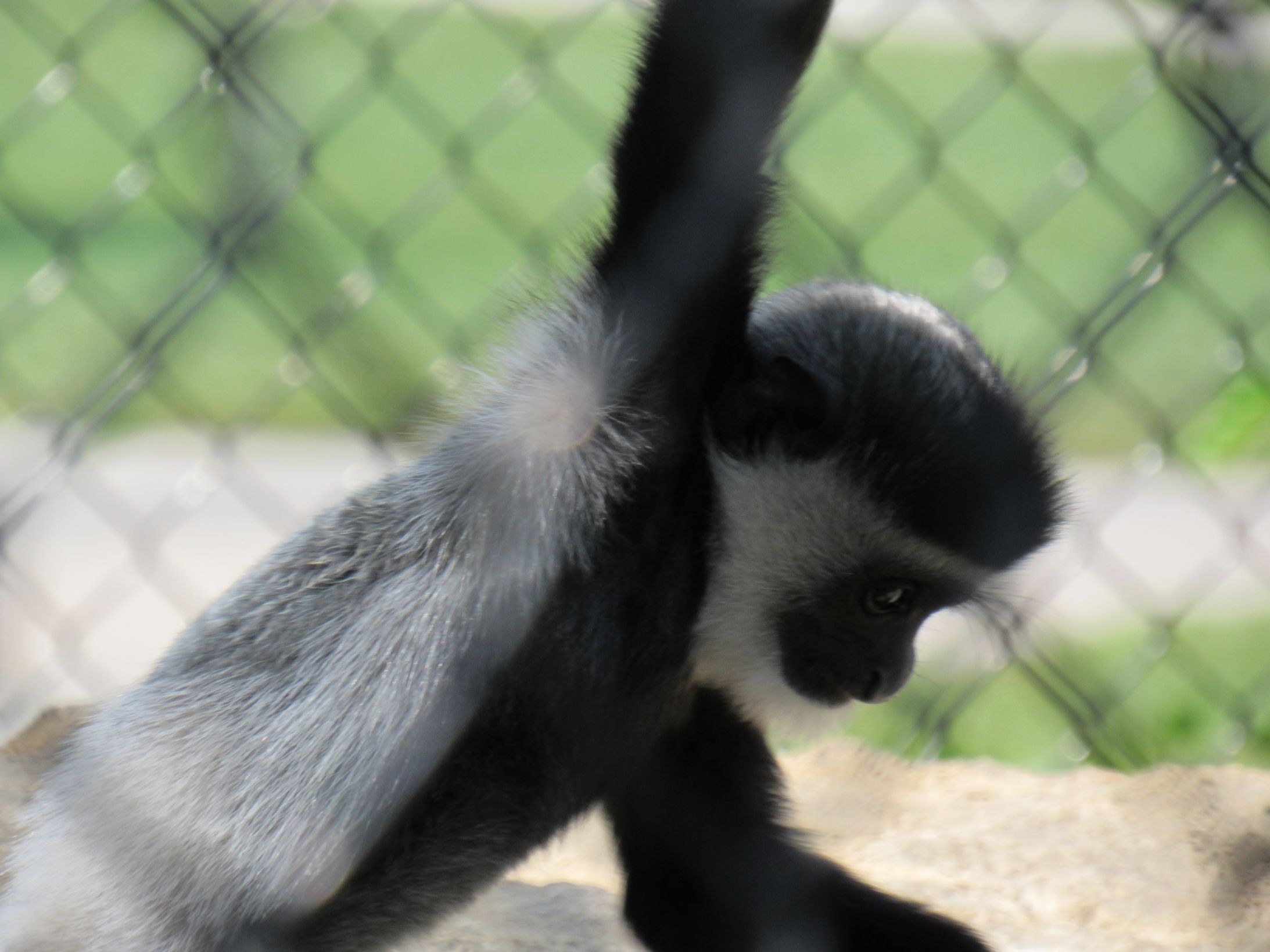 High Quality baby colobus monkey hanging Blank Meme Template