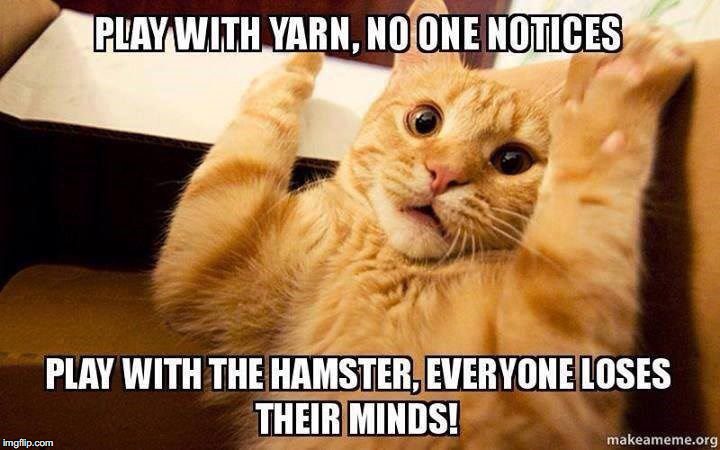 image tagged in cat | made w/ Imgflip meme maker