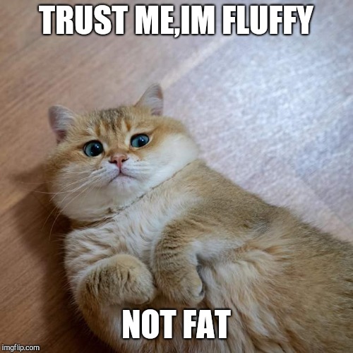 TRUST ME,IM FLUFFY; NOT FAT | image tagged in cute cat,memes | made w/ Imgflip meme maker