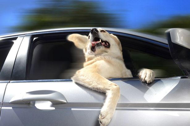 Dog in the car Blank Meme Template