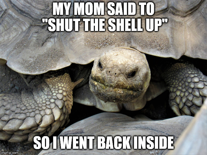 grumpy tortoise | MY MOM SAID TO "SHUT THE SHELL UP" SO I WENT BACK INSIDE | image tagged in grumpy tortoise | made w/ Imgflip meme maker