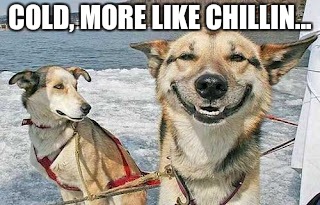 Original Stoner Dog Meme | COLD, MORE LIKE CHILLIN... | image tagged in memes,original stoner dog,chillin,memes,dog,bad pun | made w/ Imgflip meme maker