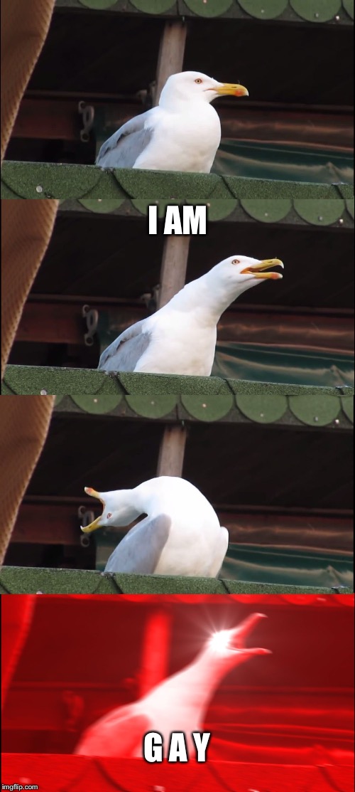 Inhaling Seagull | I AM; G A Y | image tagged in memes,inhaling seagull | made w/ Imgflip meme maker