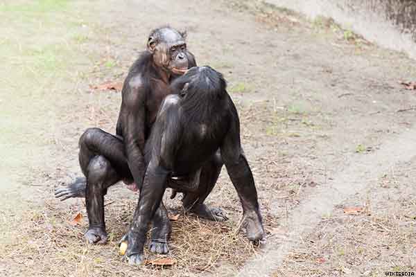 gay bonobos Blank Meme Template