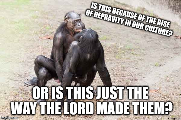 gay bonobos | IS THIS BECAUSE OF THE RISE OF DEPRAVITY IN OUR CULTURE? OR IS THIS JUST THE WAY THE LORD MADE THEM? | image tagged in gay bonobos | made w/ Imgflip meme maker