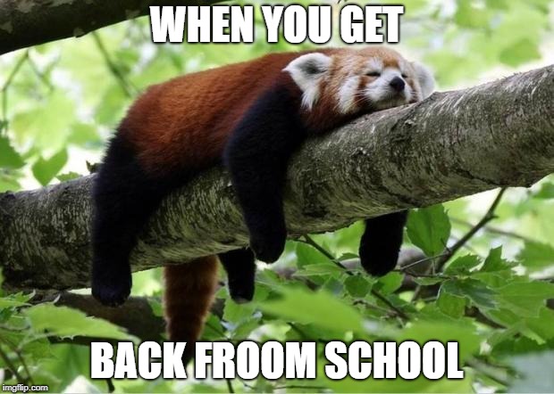 Lazy Red Panda | WHEN YOU GET; BACK FROOM SCHOOL | image tagged in lazy red panda | made w/ Imgflip meme maker