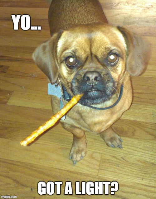 Eat your treat Peanut...you're not a thug! | YO... GOT A LIGHT? | image tagged in pets funny thug thuglife | made w/ Imgflip meme maker
