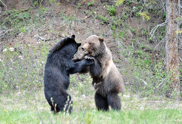 Two bears Blank Meme Template