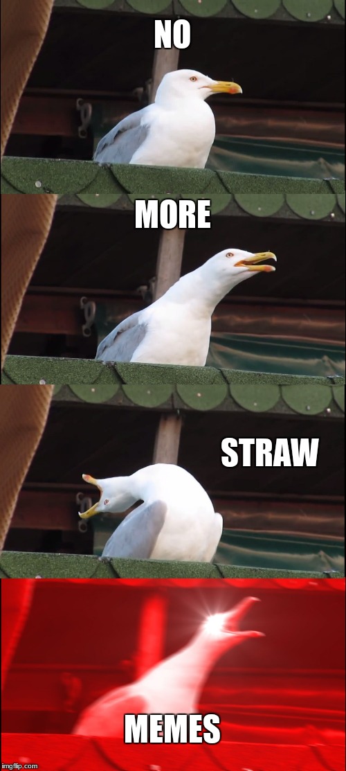 Inhaling Seagull | NO; MORE; STRAW; MEMES | image tagged in memes,inhaling seagull | made w/ Imgflip meme maker