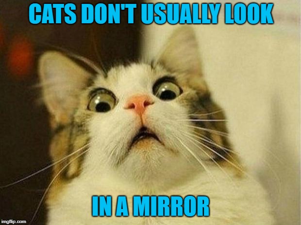 CATS DON'T USUALLY LOOK IN A MIRROR | made w/ Imgflip meme maker