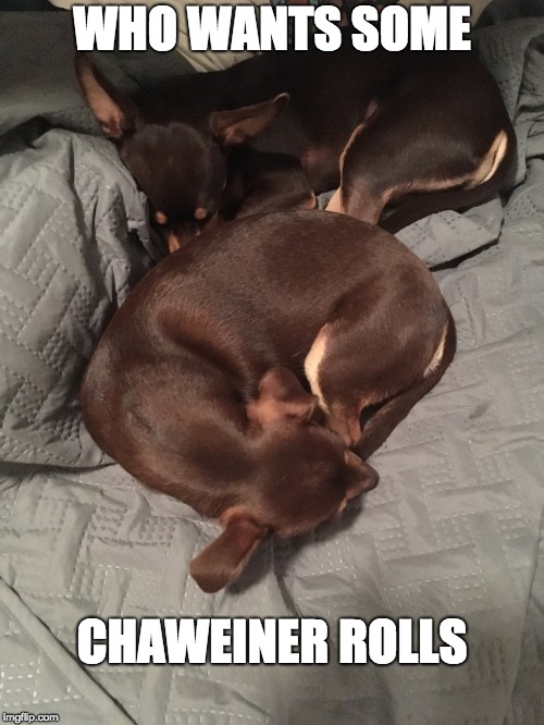 WHO WANTS SOME; CHAWEINER ROLLS | image tagged in dogs | made w/ Imgflip meme maker