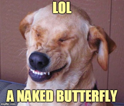 LOL A NAKED BUTTERFLY | made w/ Imgflip meme maker