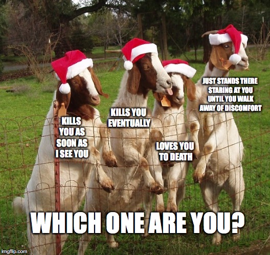Goats of Christmas Past | JUST STANDS THERE STARING AT YOU UNTIL YOU WALK AWAY OF DISCOMFORT; KILLS YOU EVENTUALLY; KILLS YOU AS SOON AS I SEE YOU; LOVES YOU TO DEATH; WHICH ONE ARE YOU? | image tagged in goats of christmas past | made w/ Imgflip meme maker