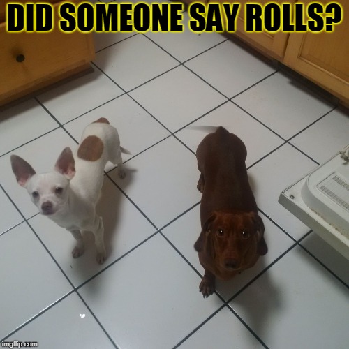 My dogs | DID SOMEONE SAY ROLLS? | image tagged in my dogs | made w/ Imgflip meme maker