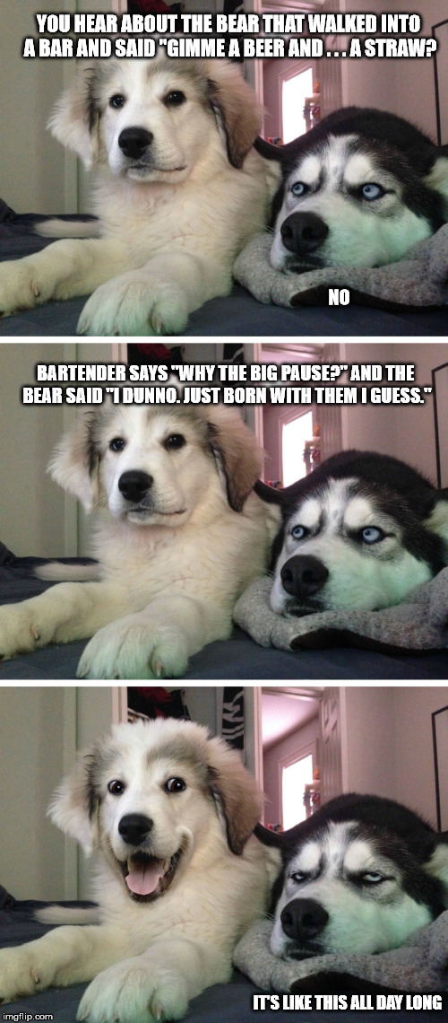 Bad pun dogs | YOU HEAR ABOUT THE BEAR THAT WALKED INTO A BAR AND SAID "GIMME A BEER AND . . . A STRAW? NO; BARTENDER SAYS "WHY THE BIG PAUSE?" AND THE BEAR SAID "I DUNNO. JUST BORN WITH THEM I GUESS."; IT'S LIKE THIS ALL DAY LONG | image tagged in bad pun dogs | made w/ Imgflip meme maker