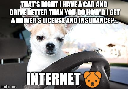 Dogs can drive you crazy... | THAT'S RIGHT I HAVE A CAR AND DRIVE BETTER THAN YOU DO HOW'D I GET A DRIVER'S LICENSE AND INSURANCE?... INTERNET 🐶 | image tagged in chihuahua_driver,memes | made w/ Imgflip meme maker