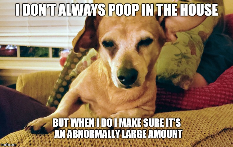 I Don't Always | I DON'T ALWAYS POOP IN THE HOUSE; BUT WHEN I DO I MAKE SURE IT'S  AN ABNORMALLY LARGE AMOUNT | image tagged in i don't always | made w/ Imgflip meme maker