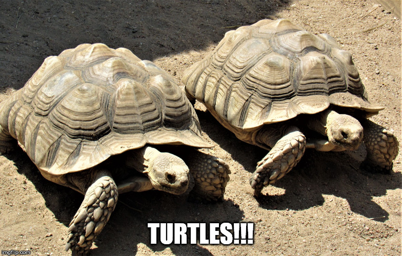 Two tortoises | TURTLES!!! | image tagged in two tortoises | made w/ Imgflip meme maker