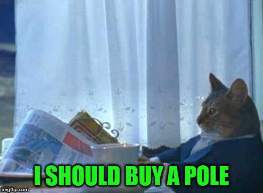 Cat newspaper | I SHOULD BUY A POLE | image tagged in cat newspaper | made w/ Imgflip meme maker