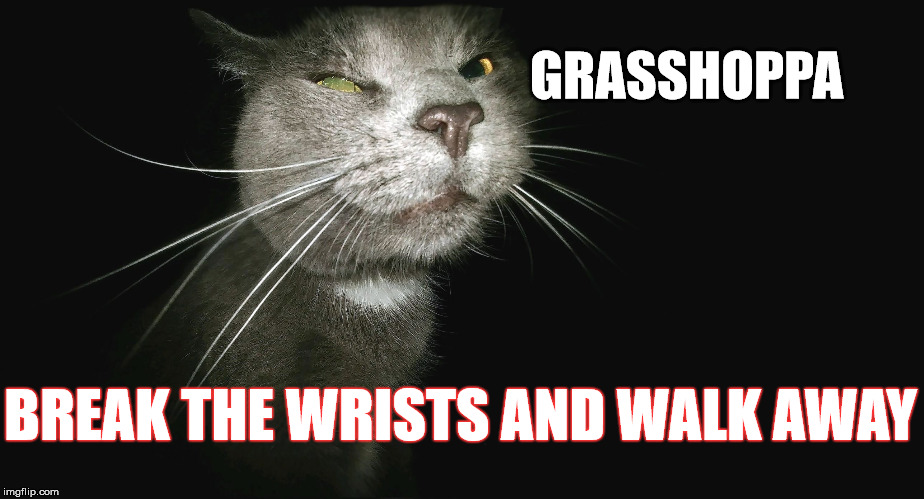 Stalker Cat | GRASSHOPPA BREAK THE WRISTS AND WALK AWAY | image tagged in stalker cat | made w/ Imgflip meme maker