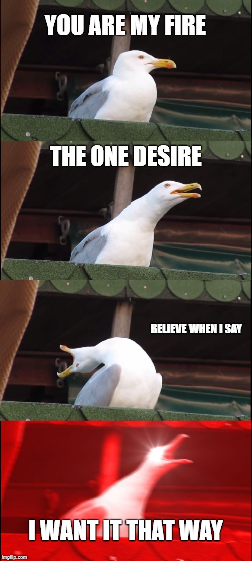 Backstreet boys seagull | YOU ARE MY FIRE; THE ONE DESIRE; BELIEVE WHEN I SAY; I WANT IT THAT WAY | image tagged in memes,inhaling seagull,backstreet boys,funny memes,hilarious,good | made w/ Imgflip meme maker