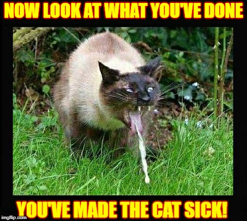 You've made the cat sick! | NOW LOOK AT WHAT YOU'VE DONE; YOU'VE MADE THE CAT SICK! | image tagged in funny cat,you've made the cat sick | made w/ Imgflip meme maker