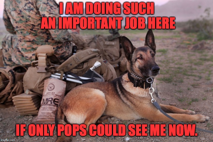 Working Dogs | I AM DOING SUCH AN IMPORTANT JOB HERE; IF ONLY POPS COULD SEE ME NOW. | image tagged in german shepherd,military | made w/ Imgflip meme maker
