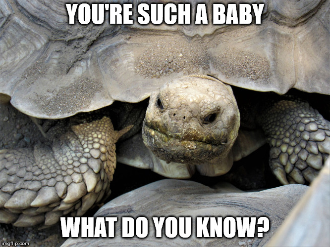 grumpy tortoise | YOU'RE SUCH A BABY WHAT DO YOU KNOW? | image tagged in grumpy tortoise | made w/ Imgflip meme maker