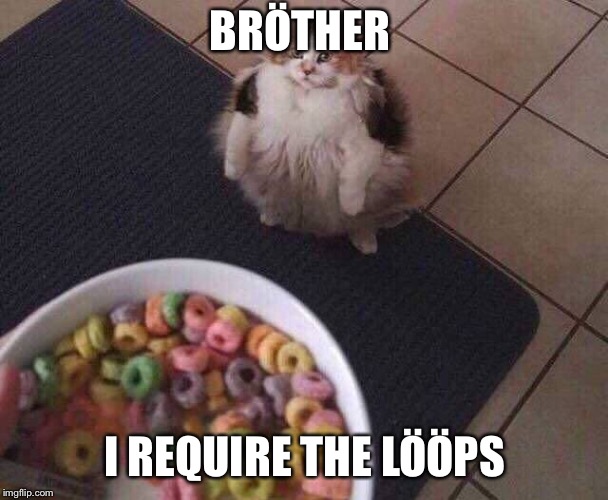 Bröther lööp | BRÖTHER; I REQUIRE THE LÖÖPS | image tagged in cat | made w/ Imgflip meme maker