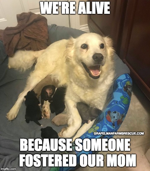 Foster Dogs | WE'RE ALIVE; GRAFELMANFARMSRESCUE.COM; BECAUSE SOMEONE 
FOSTERED OUR MOM | image tagged in puppies,pyrenees,foster dog,foster | made w/ Imgflip meme maker