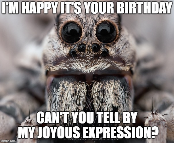 tarantula | I'M HAPPY IT'S YOUR BIRTHDAY; CAN'T YOU TELL BY MY JOYOUS EXPRESSION? | image tagged in tarantula | made w/ Imgflip meme maker