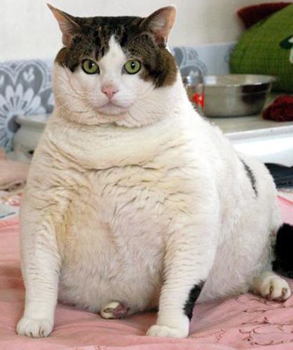 fat cat Blank Meme Template