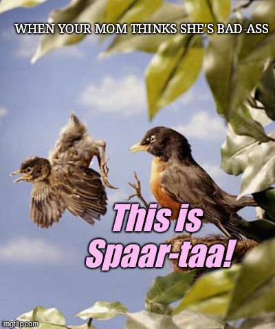 When mom thinks she's badass | WHEN YOUR MOM THINKS SHE'S BAD-ASS; This is Spaar-taa! | image tagged in when mom thinks she's badass,birds,cute | made w/ Imgflip meme maker
