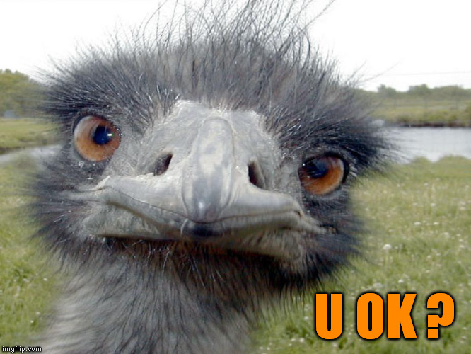 Emu Head Brah Whats Up | U OK ? | image tagged in emu head brah whats up | made w/ Imgflip meme maker