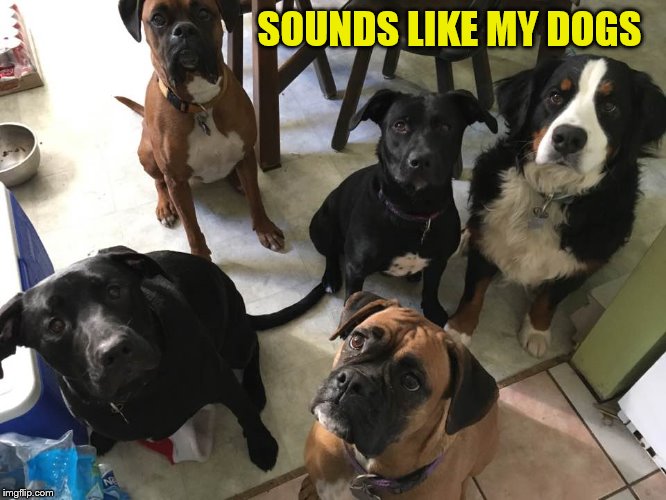SOUNDS LIKE MY DOGS | made w/ Imgflip meme maker