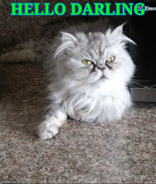 Fancy Feast | HELLO DARLING | image tagged in cats,funny,gifs,funny meme,animals | made w/ Imgflip meme maker