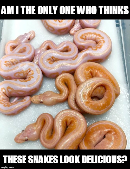 Tasty Snakes | AM I THE ONLY ONE WHO THINKS; THESE SNAKES LOOK DELICIOUS? | image tagged in memes,tasty,snakes,snake,delicious,food | made w/ Imgflip meme maker
