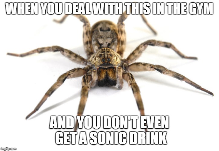 Wolf spider | WHEN YOU DEAL WITH THIS IN THE GYM; AND YOU DON'T EVEN GET A SONIC DRINK | image tagged in wolf spider | made w/ Imgflip meme maker