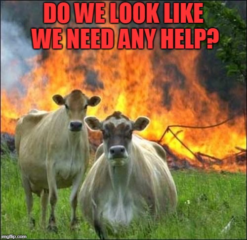 Evil Cows Meme | DO WE LOOK LIKE WE NEED ANY HELP? | image tagged in memes,evil cows | made w/ Imgflip meme maker