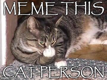 MEME THIS; CAT PERSON | image tagged in cats,cat,cat person,cat lady,kitty | made w/ Imgflip meme maker