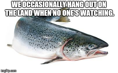 salmon | WE OCCASIONALLY HANG OUT ON THE LAND WHEN NO ONE'S WATCHING. | image tagged in salmon | made w/ Imgflip meme maker