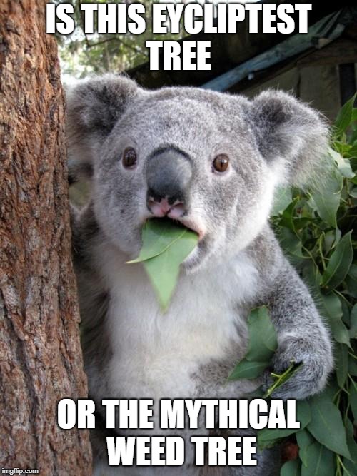 Surprised Koala | IS THIS EYCLIPTEST TREE; OR THE MYTHICAL WEED TREE | image tagged in memes,surprised koala | made w/ Imgflip meme maker