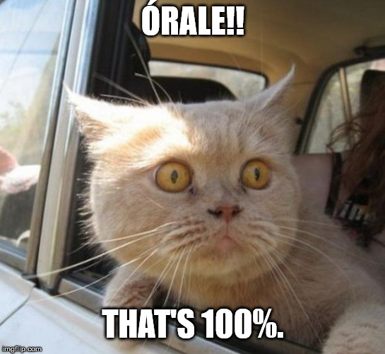 amazed cat | ÓRALE!! THAT'S 100%. | image tagged in amazed cat | made w/ Imgflip meme maker