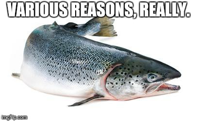 salmon | VARIOUS REASONS, REALLY. | image tagged in salmon | made w/ Imgflip meme maker
