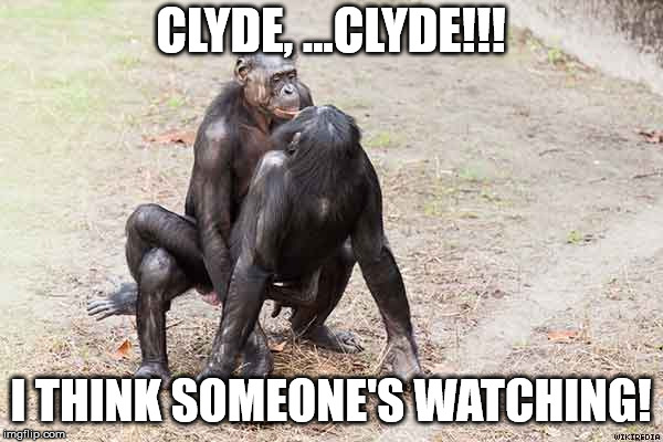 gay bonobos | CLYDE, ...CLYDE!!! I THINK SOMEONE'S WATCHING! | image tagged in gay bonobos | made w/ Imgflip meme maker