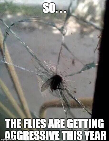 Determined little fella... | SO. . . THE FLIES ARE GETTING AGGRESSIVE THIS YEAR | image tagged in funny memes,flies,insects,annoying,bugs,summer | made w/ Imgflip meme maker