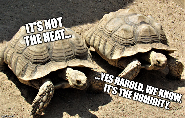 Two tortoises | IT'S NOT THE HEAT... ...YES HAROLD, WE KNOW, IT'S THE HUMIDITY. | image tagged in two tortoises | made w/ Imgflip meme maker