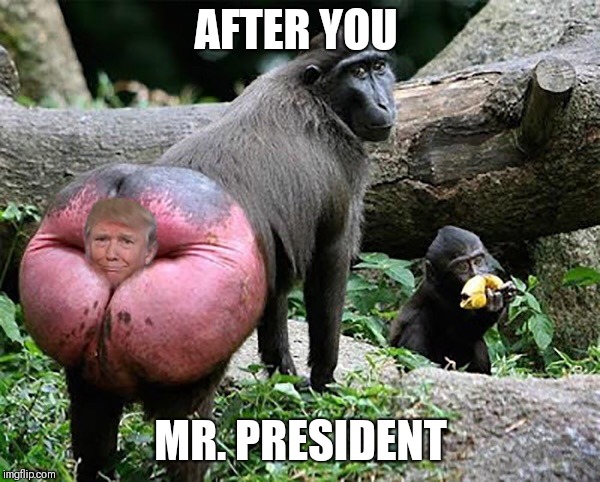 Donald trump baboon rump | AFTER YOU; MR. PRESIDENT | image tagged in donald trump baboon rump | made w/ Imgflip meme maker