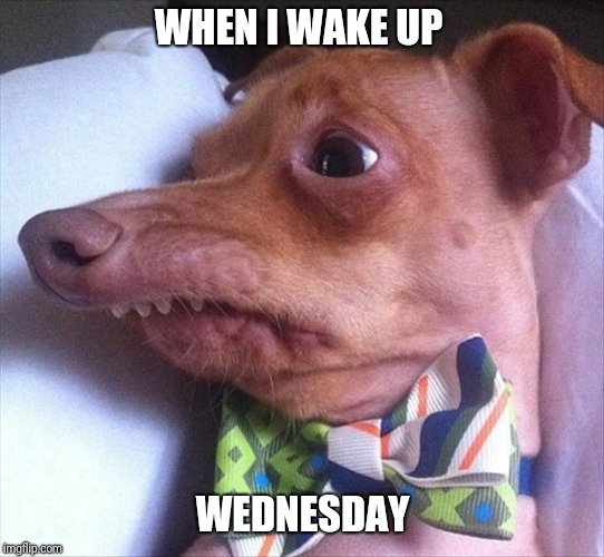 Ugly dog | WHEN I WAKE UP; WEDNESDAY | image tagged in ugly dog | made w/ Imgflip meme maker